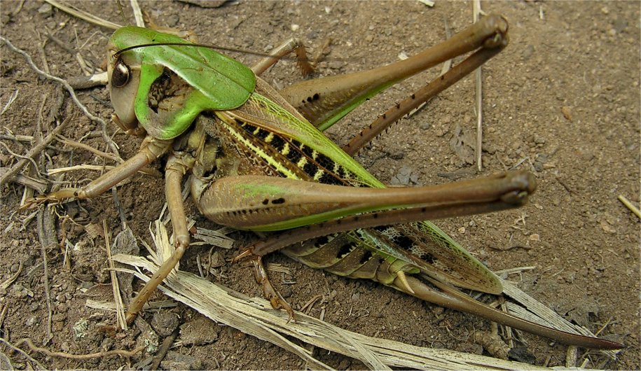 ensifero -  Decticus verrucivorus